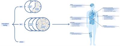 Intermittent fasting and immunomodulatory effects: A systematic review